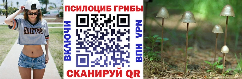 Псилоцибиновые грибы мицелий  где найти   Балашиха 